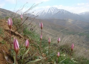 روستای نشتارود و قله خونکار