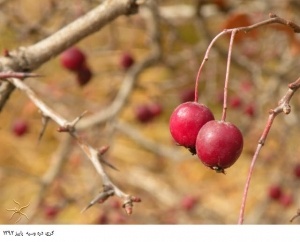 دره وسیه